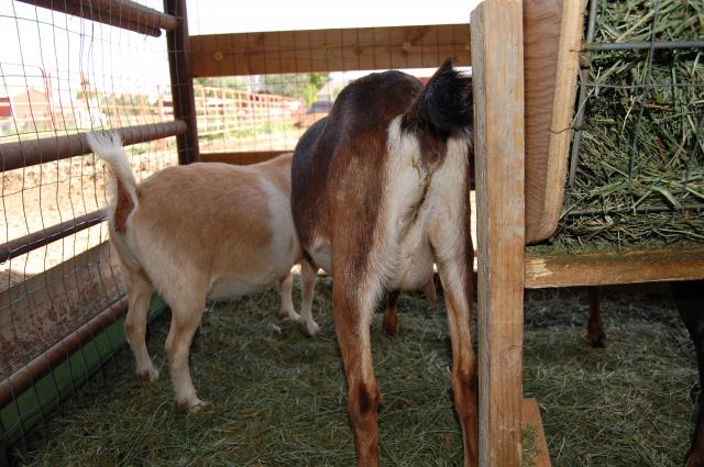 4775_goats_141.jpg