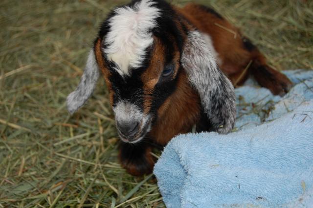 4775_goats_169.jpg