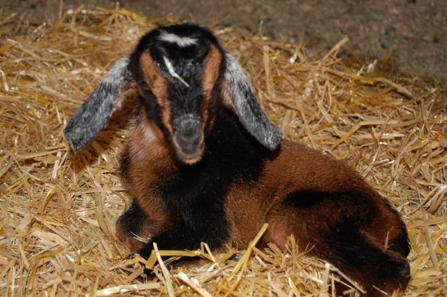 4775_goats_187.jpg