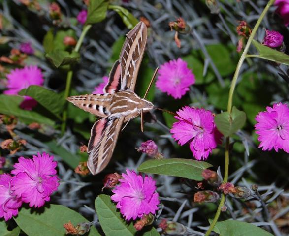 4775_hummingbirdmoth.jpg