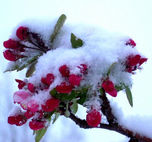 4775_spring_snow_tree.jpg