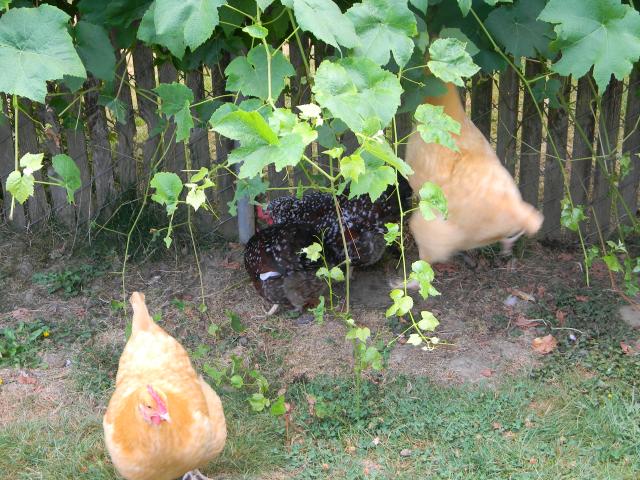 4800_chickens_and_pups_008.jpg