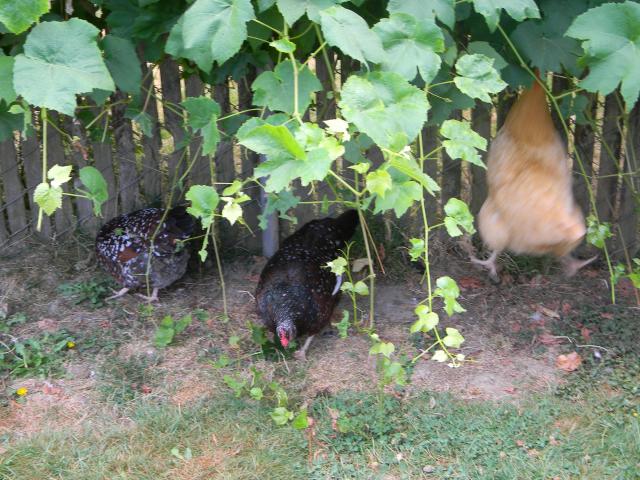 4800_chickens_and_pups_009.jpg