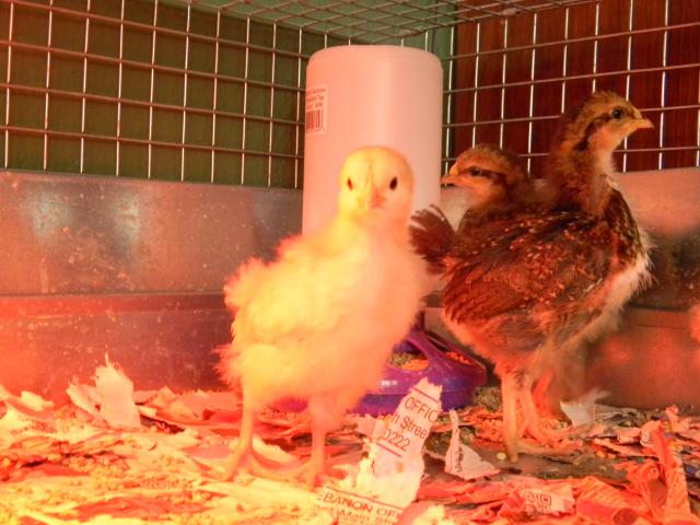 4800_chicks_005.jpg