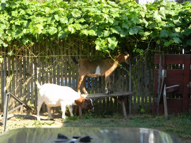 4800_goats_013.jpg