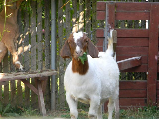 4800_goats_018.jpg