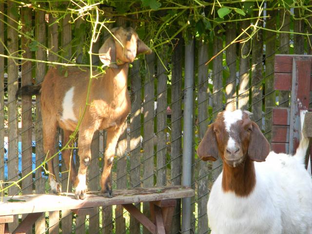 4800_goats_020.jpg