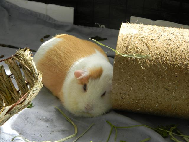 4800_guinea_pig_in_the_sun_001.jpg