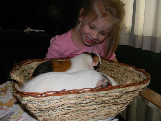 4800_guinea_pigs_all_three_006.jpg