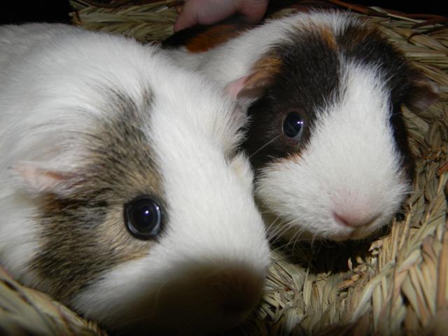 4800_guinea_pigs_all_three_009.jpg