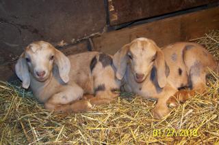 498_012610floodand_goats_024.jpg