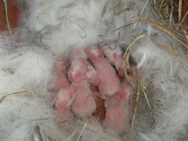 4992_daisys_1st_litter.jpg