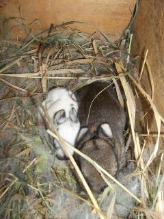 4992_mini_rex_babies.jpg