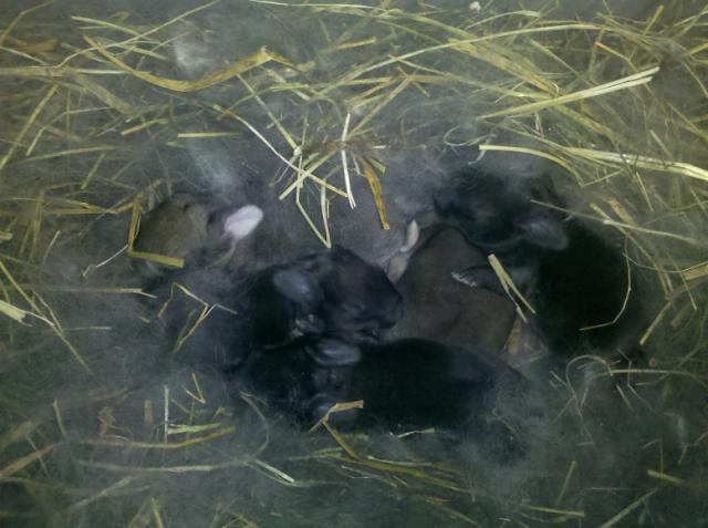 5162_blackrabbit_babies_2012-02-15.jpg