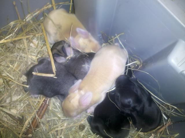 5162_crabbyrabbit_babies_2012-02-15.jpg