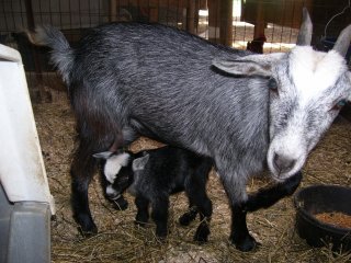 516_goats_001.jpg