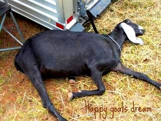 5376_101_0801happy_goats_dream_.jpg