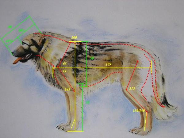 5651_arplaninac-studijaproporcija1x.jpg