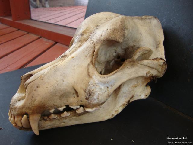 5651_sarplaninacskull_012.jpg