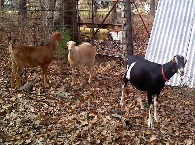 5655_goats3closecrop.jpg