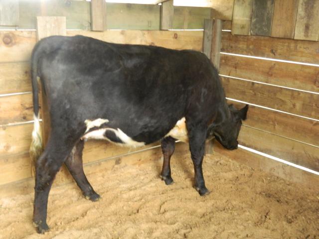 5723_heifer_003.jpg