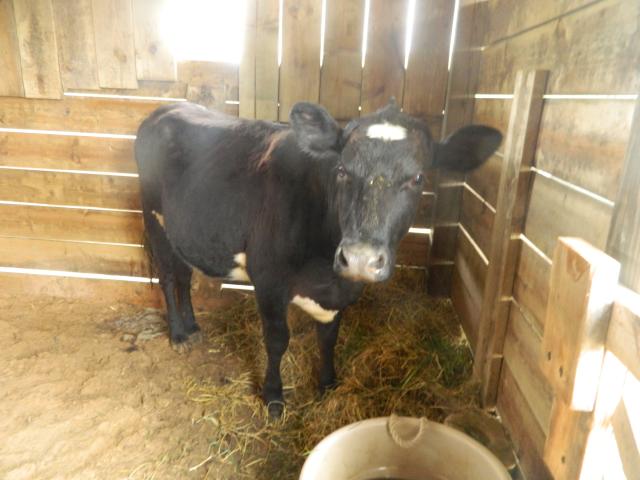 5723_heifer_015.jpg