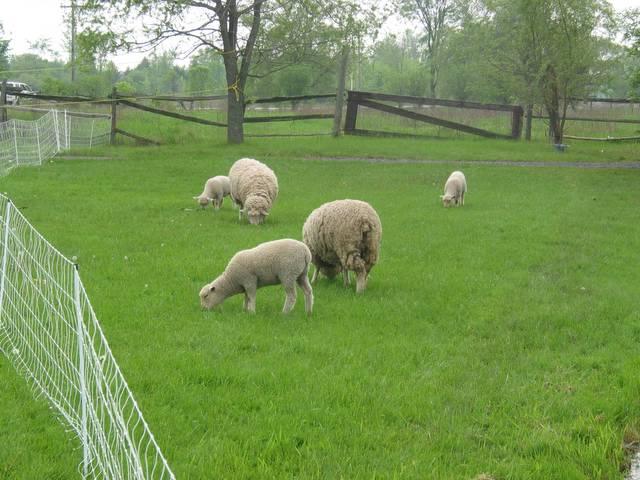 572_sheep_grazing_007.jpg