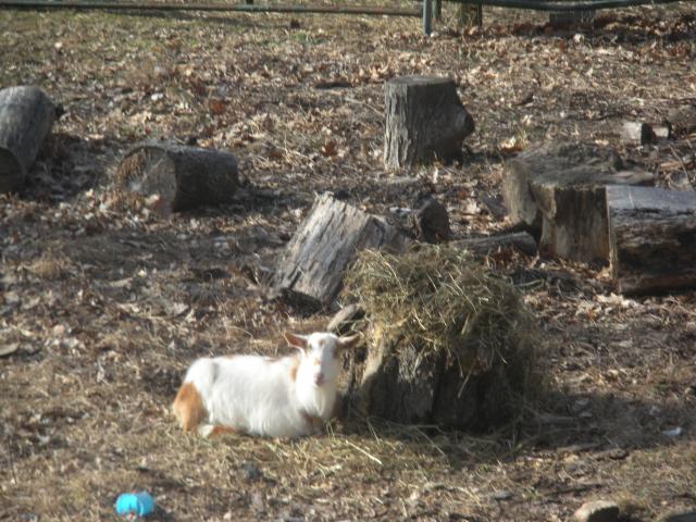 5858_goat_pictures_034.jpg