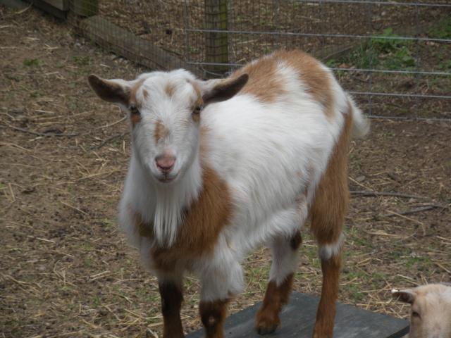 5858_goat_pictures_038.jpg