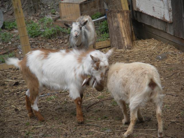 5858_goat_pictures_041.jpg