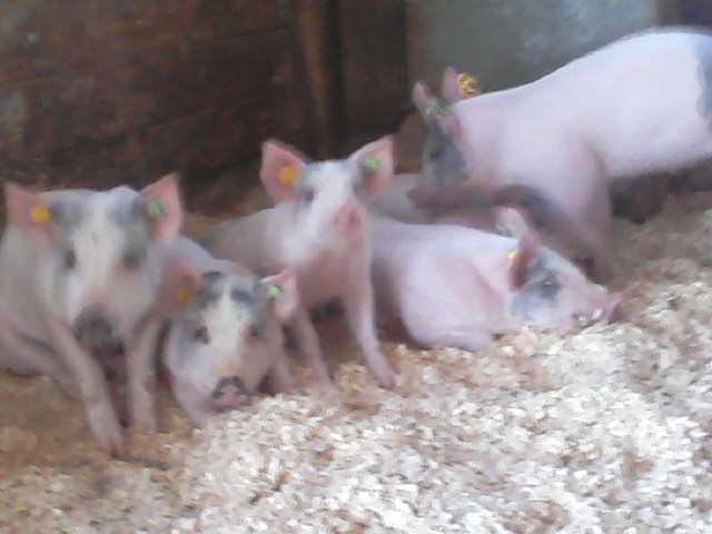 5858_piglets1.jpg