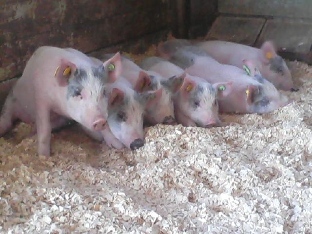 5858_piglets2.jpg