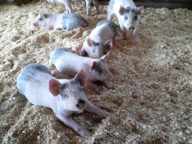 5858_piglets4.jpg