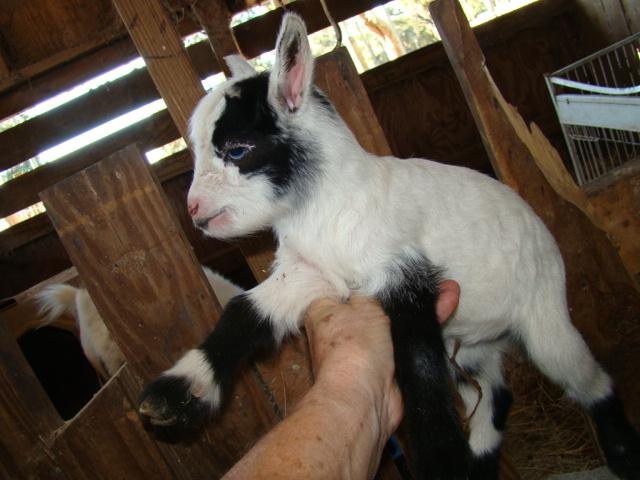 5874_goatsjan_007.jpg