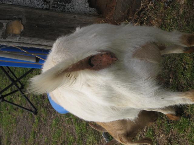 590_goats_2010_003.jpg