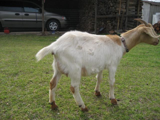 590_goats_2010_016.jpg