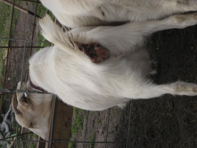 590_goats_2010_022.jpg