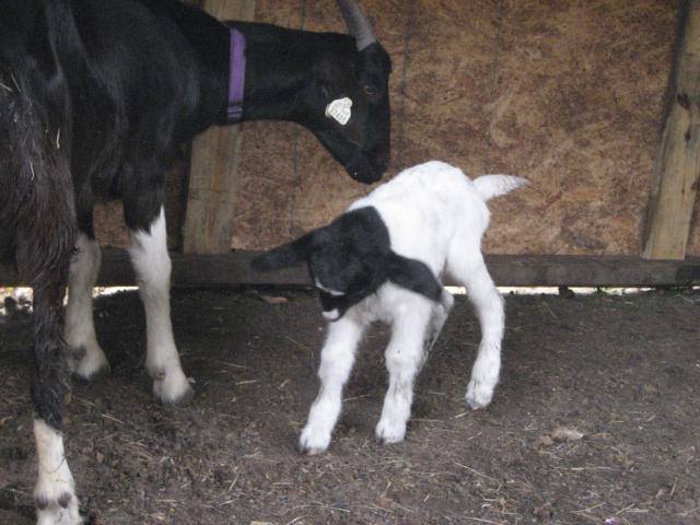 590_goats_babies_2010_019.jpg