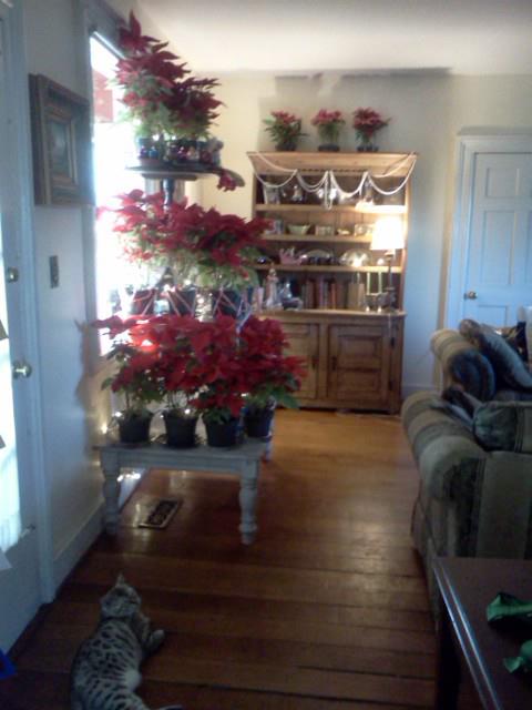 5910_poinsettas.jpg