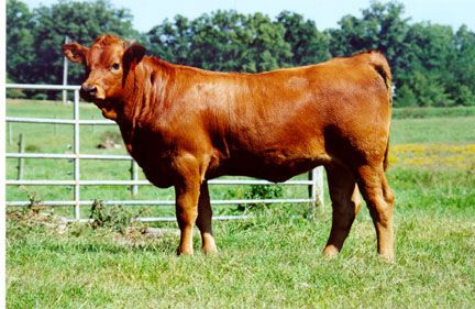 5967_heifer.jpg