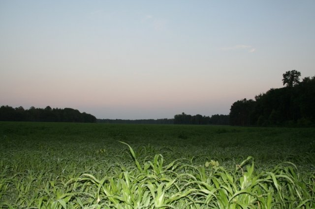 5_millet-young_field.jpg