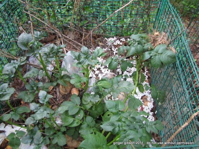 6006_potatoes_in_compost.jpg