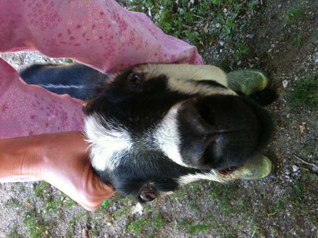 6334_nacho_farm_animals_008.jpg