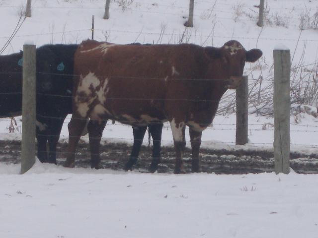 6820_gpa_cows_089jpg-reduced.jpg