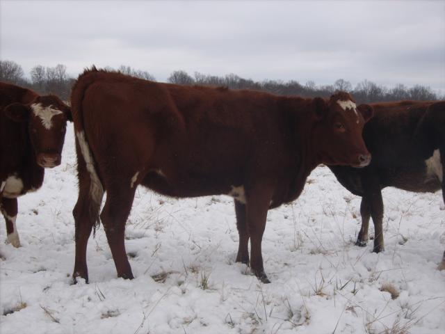 6820_gpa_heifers_023jpg-reduced.jpg