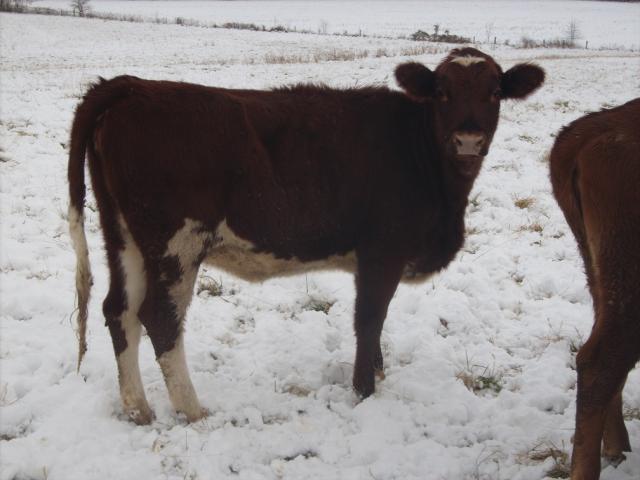 6820_gpa_heifers_027jpg-reduced.jpg