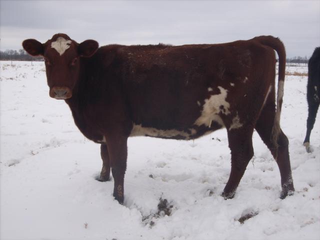 6820_gpa_heifers_039jpg-reduced.jpg