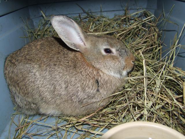 7140_cottontail_143.jpg