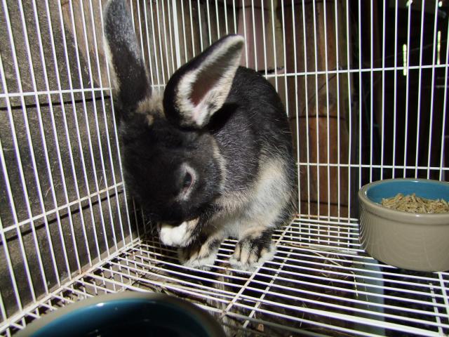 7140_rabbits_013.jpg