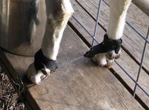 7417_e-velcro_goat_hobbles.jpg